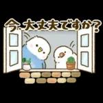 敬語が話せる！もふもふインコ