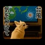 ずっと使える♡夏のチワワ