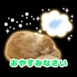 猫の「うなちゃん」