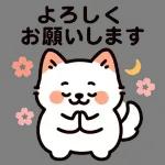 サモエドと一緒にぽかぽか春