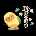 敬語が話せる！もふもふインコ