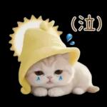 スコティッシュ猫 可愛い日常 太陽帽 敬語