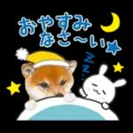 かわいい犬たち冬♡冬＆正月 柴犬
