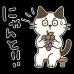 猫ちゃんとスイーツと夏