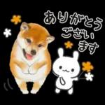 かわいい犬たち冬♡冬＆正月 柴犬