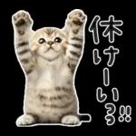 やる気ゼロ♡にゃんこ