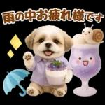 大人可愛いシーズーで梅雨の気づかい敬語