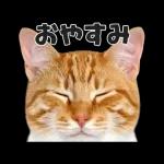 猫の顔がどーん！