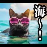 夏☆にゃんこ