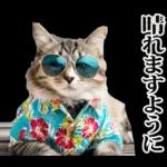 夏☆にゃんこ