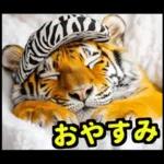 大阪神戸の野球好き虎ファン向け2