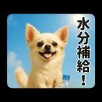 ずっと使える♡夏のチワワ