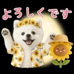 癒しポメラニアンの「夏」の毎日