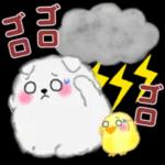cute white Pomeranian summer 3