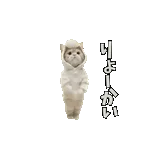 動く！踊るダジャレ猫ミーム！