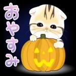 かわいい猫😺が来ますよ！