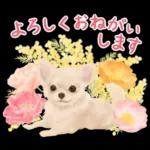 大人かわいい♡いぬと花のスタンプ