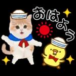 かわいい猫❤️大人かわいい夏❤️猫にゃん