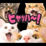 可愛い猫スタンプ！！