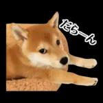 Premium 柴犬こてつ君*スタンプ第二弾