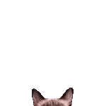 飛び出す★リアル猫2