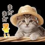ねこちぃずNEO★やさしい秋スタンプ
