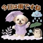 大人可愛いシーズーで梅雨の気づかい敬語