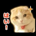 猫の「うなちゃん」