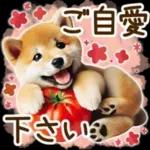 喜怒哀楽の激しい柴犬の野菜ダンス