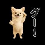 ずっと使える♡夏のチワワ