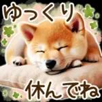 喜怒哀楽の激しい柴犬の野菜ダンス