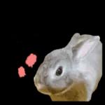 むーちゃんかわいこちゃんのスタンプ