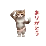 *dance! dancing Cat wearing shorts