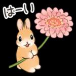 可愛いウサギ🐰からのメッセージ