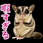フクロモモンガ❤実りの秋は大豊作