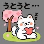 サモエドと一緒にぽかぽか春