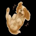 キャバリアのマシューくん