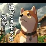 夏の天気をお知らせする柴犬【便利・日常】