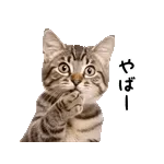 新しいスタンプをすぐに試してみよう