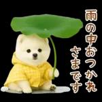 癒しポメラニアンの「夏」の毎日