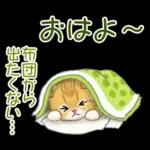 冬のキラキラおめめの子猫ちゃん