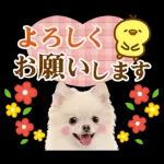 かわいいわんちゃん