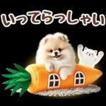 癒しポメラニアンの春のあいさつ