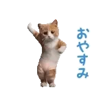 *dance! dancing Cat wearing shorts