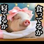 リアル☆メスブタ 3