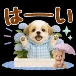 大人可愛いシーズーで梅雨の気づかい敬語