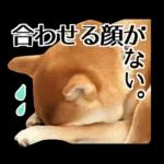 Premium 柴犬こてつ君*スタンプ第二弾