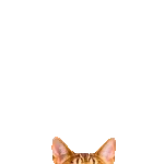 飛び出す★リアル猫2