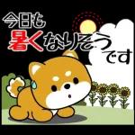 豆柴「夏を感じる」
