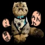 かわいいねこちゃん〜〜